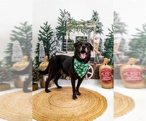 Australian Shepherd-Unknown Mix Dogs for adoption in Corpus Christi, TX, USA