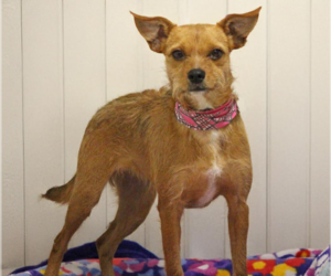 Mutt Dogs for adoption in Cranston, RI, USA