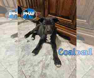 Labrador Retriever-Unknown Mix Dogs for adoption in Binghamton, NY, USA