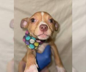 Chihuahua-Unknown Mix Dogs for adoption in New York, NY, USA