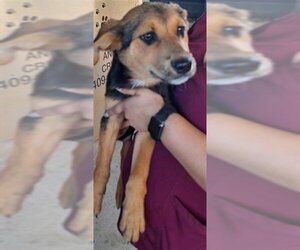 German Shepherd Dog Dogs for adoption in Texas City, TX, USA