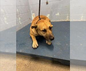 German Shepherd Dog Dogs for adoption in Woodland, CA, USA