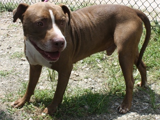 American Bulldog-Unknown Mix Dogs for adoption in Graniteville, SC, USA