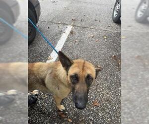 German Shepherd Dog-Unknown Mix Dogs for adoption in Houston, TX, USA