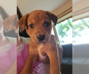 Labrador Retriever-Unknown Mix Dogs for adoption in New London, WI, USA