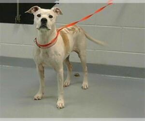 American Pit Bull Terrier Dogs for adoption in St. Cloud, FL, USA