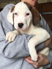 Small American Pit Bull Terrier-Chinese Shar-Pei Mix