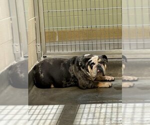 Bulldog Dogs for adoption in Upland, CA, USA