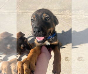 Rottweiler-Unknown Mix Dogs for adoption in Hillsboro, NH, USA