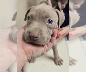 American Pit Bull Terrier Dogs for adoption in Conroe, TX, USA