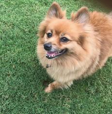 Pomeranian Dogs for adoption in Dallas, TX, USA