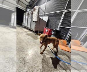 Mutt Dogs for adoption in San Antonio, TX, USA