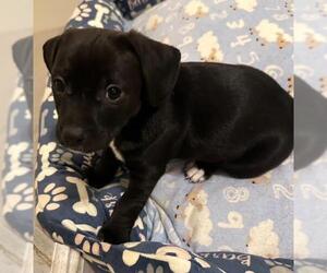 Chiweenie Dogs for adoption in Los Angeles, CA, USA