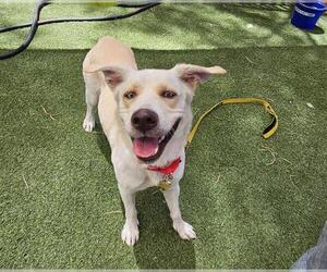 Labrador Retriever-Unknown Mix Dogs for adoption in Las Vegas, NV, USA