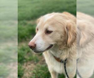 Golden Retriever Dogs for adoption in Pacolet, SC, USA