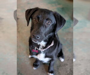 Labrenees Dogs for adoption in Overland Park, KS, USA