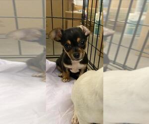 Chiweenie Dogs for adoption in Cushing, OK, USA