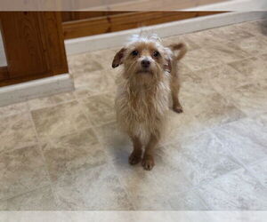 Chihuahua-Unknown Mix Dogs for adoption in Raleigh, NC, USA