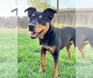Border Collie-Unknown Mix Dogs for adoption in Sandy, UT, USA