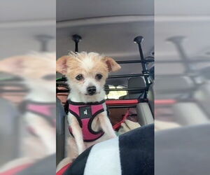 Chihuahua-Unknown Mix Dogs for adoption in oakland, FL, USA