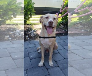 Labrador Retriever-Unknown Mix Dogs for adoption in Sarasota, FL, USA