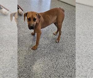 Black Mouth Cur-Unknown Mix Dogs for adoption in Palmetto, FL, USA
