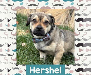 Puggle Dogs for adoption in Littleton, CO, USA