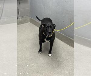 Labrador Retriever-Unknown Mix Dogs for adoption in Las Vegas, NV, USA