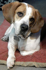 Medium Photo #1 Basset Hound-Boxer Mix Puppy For Sale in Pennsville, NJ, USA