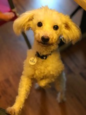 Poodle (Miniature)-Unknown Mix Dogs for adoption in Issaquah, WA, USA