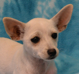 Medium Photo #1 Chihuahua Puppy For Sale in Eureka, CA, USA