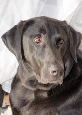 Labrador Retriever Dogs for adoption in Chicopee, MA, USA