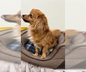 Medium Photo #1 Chiranian Puppy For Sale in Globe, AZ, USA