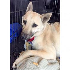 Akita Dogs for adoption in Austin, TX, USA