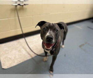 Mutt Dogs for adoption in Denver, CO, USA