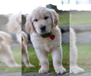 Golden Retriever Dogs for adoption in Enfield, CT, USA