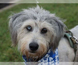 Poodle (Standard)-Siberian Husky Mix Dogs for adoption in Cookeville, TN, USA