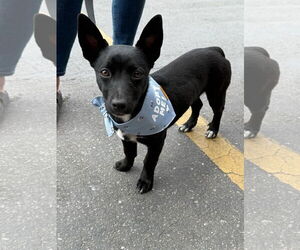 Chihuahua-Unknown Mix Dogs for adoption in Sandy, UT, USA