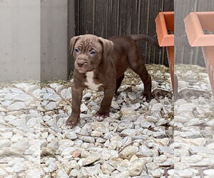Bullboxer Pit Dogs for adoption in Hillsboro, MO, USA