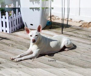 Jack Russell Terrier-Unknown Mix Dogs for adoption in Katy, TX, USA