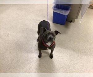 American Pit Bull Terrier Dogs for adoption in Riverside, CA, USA