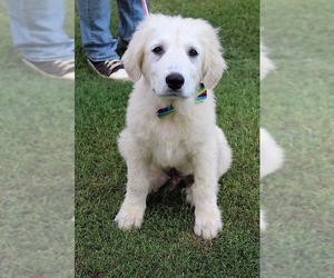 Great Pyrenees Dogs for adoption in Arlington, TX, USA