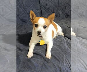 Chihuahua Dogs for adoption in Eastman, GA, USA