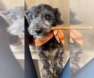 Mutt Dogs for adoption in San Diego, CA, USA