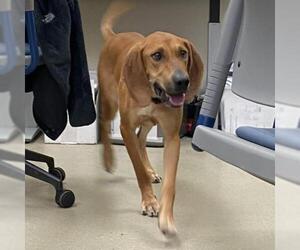 Coonhound Dogs for adoption in Atlanta, GA, USA
