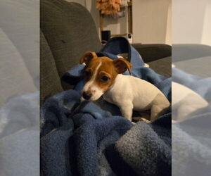 Jack Russell Terrier Dogs for adoption in Fort Wayne, IN, USA