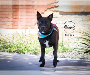 Labrador Retriever-Unknown Mix Dogs for adoption in Salt Lake City, UT, USA