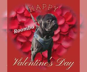 Pug Dogs for adoption in Modesto, CA, USA