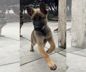 German Shepherd Dog-Unknown Mix Dogs for adoption in Santa Cruz, CA, USA