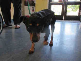 Miniature Pinscher Dogs for adoption in Santa Maria, CA, USA